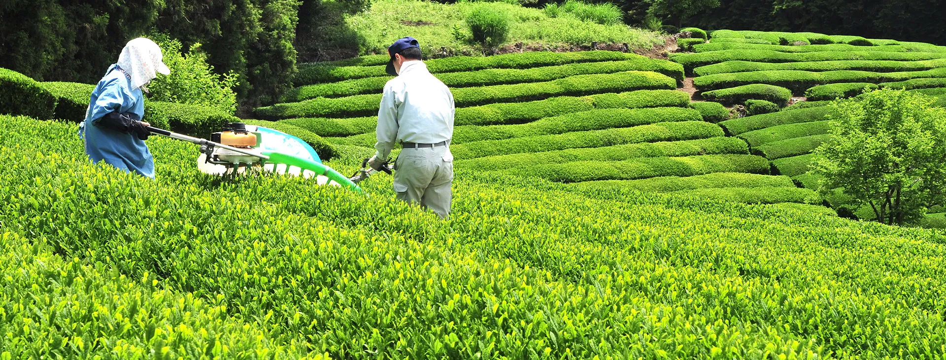長寿園製茶